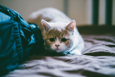 Close-up portrait of cat