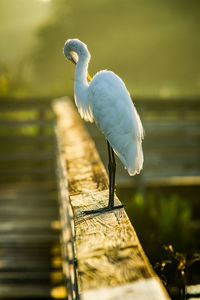 Bird perching on wooden post