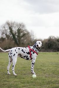 Dog on landscape against sky