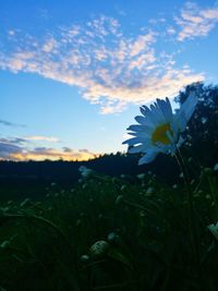 Close-up of flowering plants on field against sky