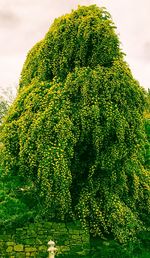 Low angle view of fresh green plants