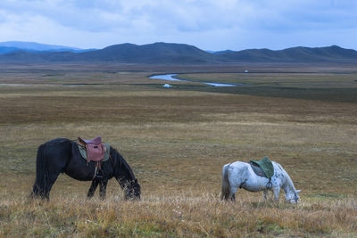 Horse standing in a field