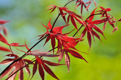 Close-up of red flowering plant