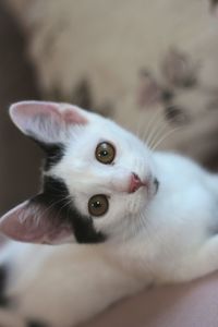 Close-up portrait of a cat