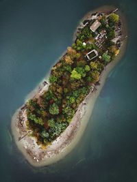 Aerial view of trees on island