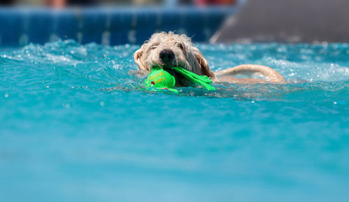 Dog carrying toy in mouth while swimming in pool