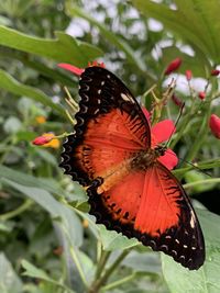 Close-up of butterfly pollinating flower