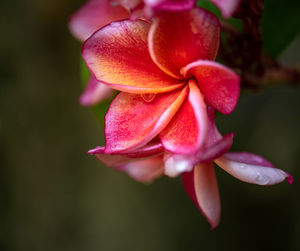 Close-up of pink rose flower