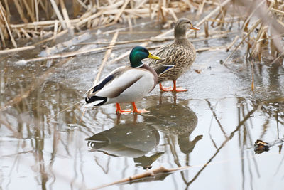 Mallard ducks in a lake