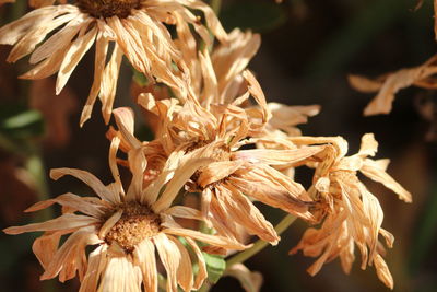 Close-up of wilted plant