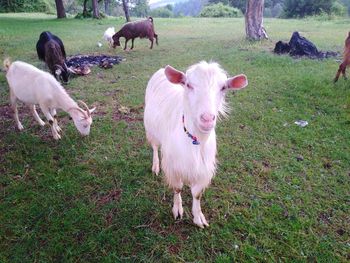 Sheep in a field