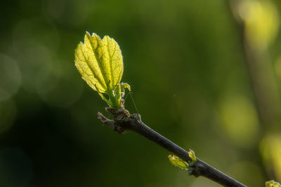 Close-up of yellow flower buds
