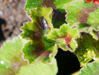 Close-up of plant