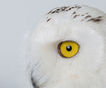 Close-up of owl against white background