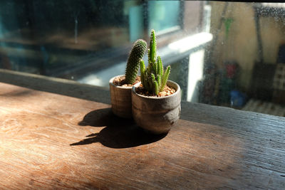 Close-up of potted plant on table