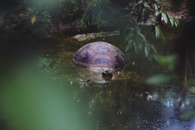 Tortoise in lake at forest