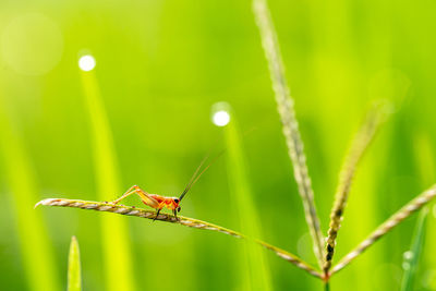 Close-up of insect on plant