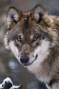 Close-up portrait of a wolf in snow