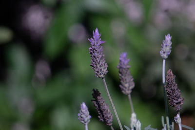 Close-up of purple flowering plants