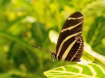 Close-up of butterfly on leaf