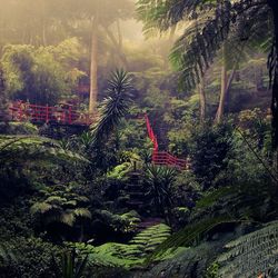 Plants growing on tree