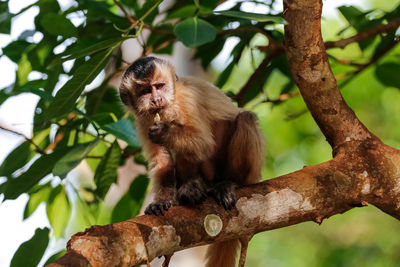 Low angle view of hooded capuchin monkey on tree
