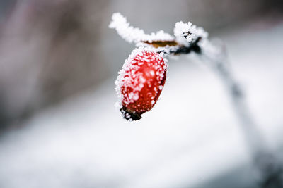 Close-up of frozen plant