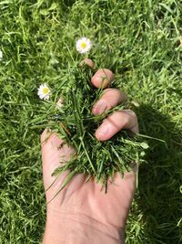 Close-up of hand holding fresh cut grass