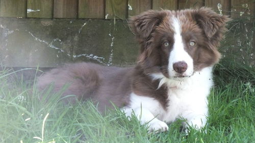 Portrait of dog on grass