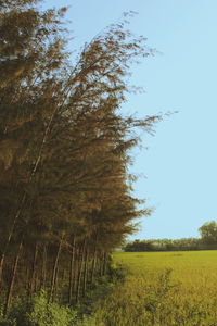 Trees on field against clear sky