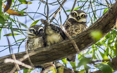 Low angle view of owl perching on branch