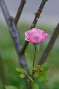 Close-up of pink rose