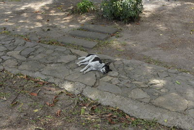 High angle view of lizard on plant