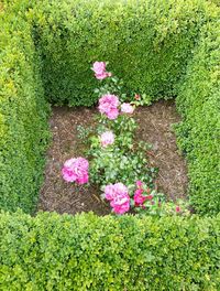 High angle view of pink roses in garden