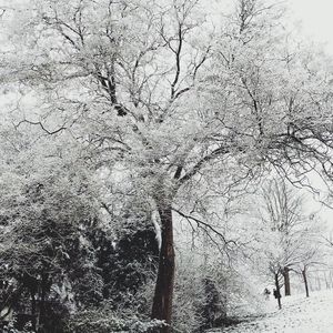 Low angle view of bare trees against sky