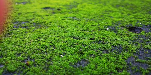 Full frame shot of moss growing on field