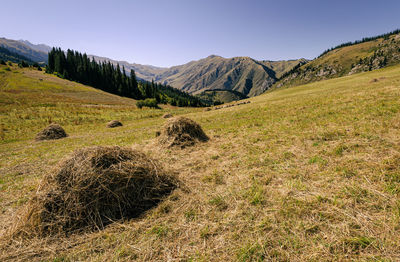 Scenic view of field against clear sky