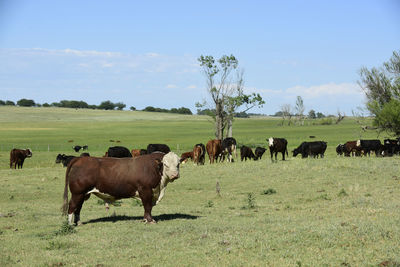 Horses grazing on field