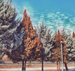 Low angle view of trees against sky