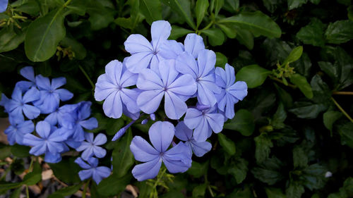 Close-up of purple flowers blooming outdoors