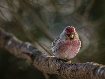 Close-up of bird perching on tree