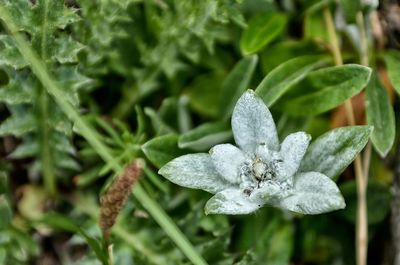 Close-up of water drops on plant