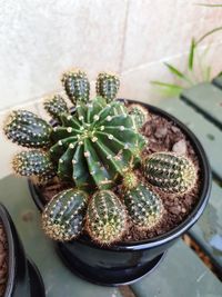 High angle view of potted plant on table