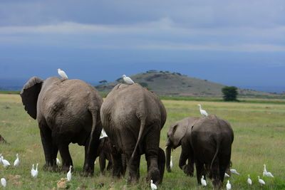 Great egrets and elephant family on grassy field against sky