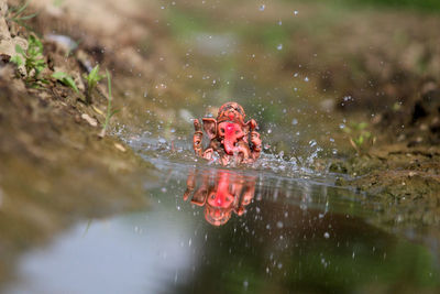 Close up of lord ganesha in water