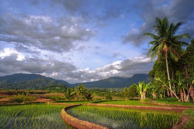 Rice fields with beautiful hills in the village of kemumu, bengkulu utara, indonesia