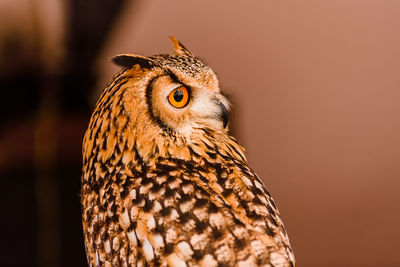 Close-up of a bird