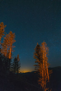 Low angle view of trees against sky at night