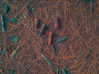 High angle view of dry twigs on land