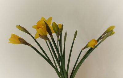 Close-up of yellow flowering plant against white background